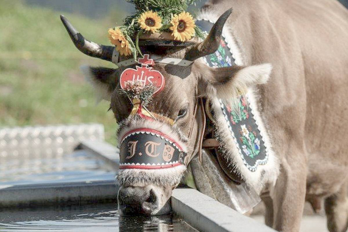 Alp Pradamee - Gorfion Familienhotel Liechtenstein