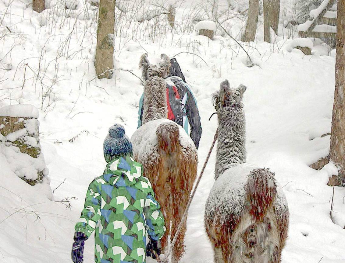 Lama-Trekking im Schnee - Gorfion Familienhotel Liechtenstein