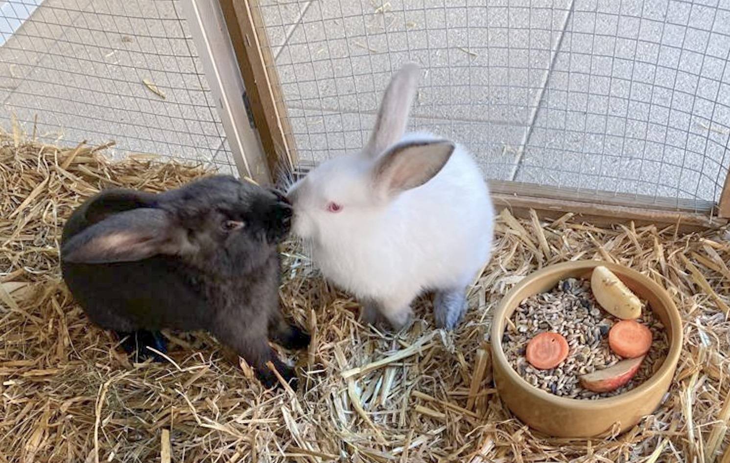 Zwei neue Freunde für Herrn Gorfion 🐇🐇 Symbolfoto