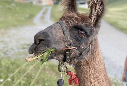 Geführte Wanderungen - Gorfion Familienhotel Liechtenstein