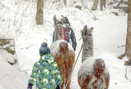 Lama-Trekking im Schnee - Gorfion Familienhotel Liechtenstein