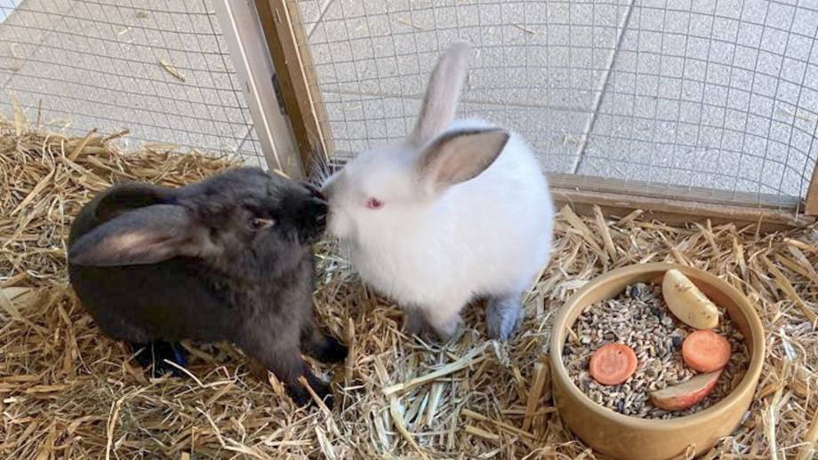 Zwei neue Freunde für Herrn Gorfion 🐇🐇 Symbolfoto