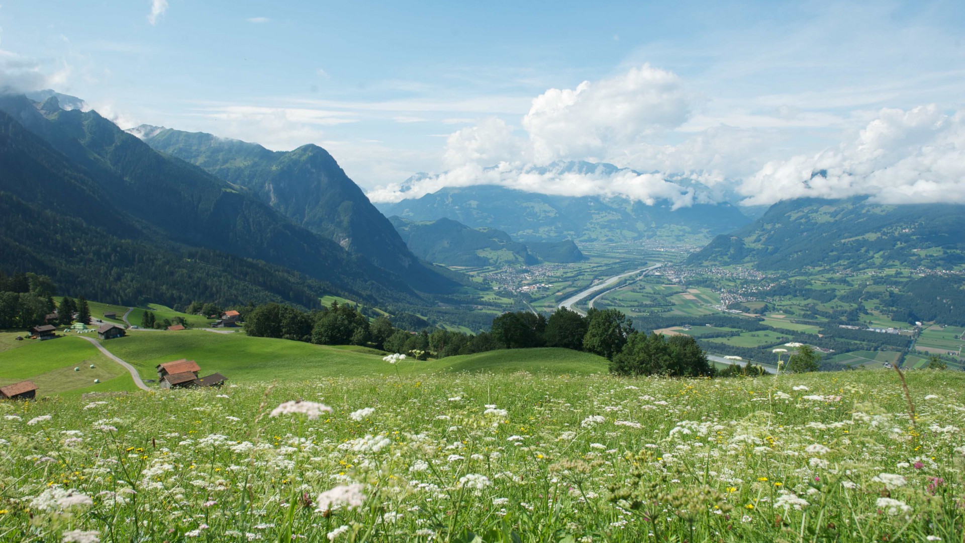Blumenwiese mit Aussicht auf das Rheintal in Liechtenstein